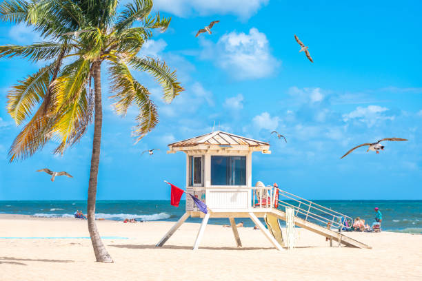 カモメがいるフォートローダーデールの晴れた日にヤシの木がある海辺のビーチプロムナード - fort lauderdale fort florida beach ストックフォトと画像