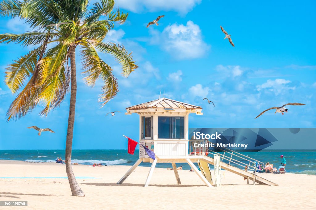 Seafront beach promenade with palm trees on a sunny day in Fort Lauderdale with seagulls Seafront beach promenade with palm trees in Fort Lauderdale Fort Lauderdale Stock Photo