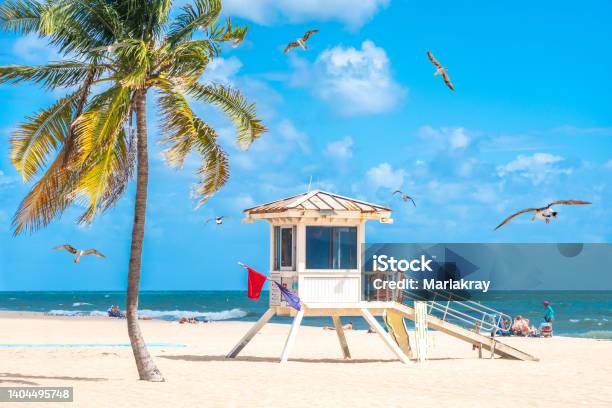 Seafront Beach Promenade With Palm Trees On A Sunny Day In Fort Lauderdale With Seagulls Stock Photo - Download Image Now