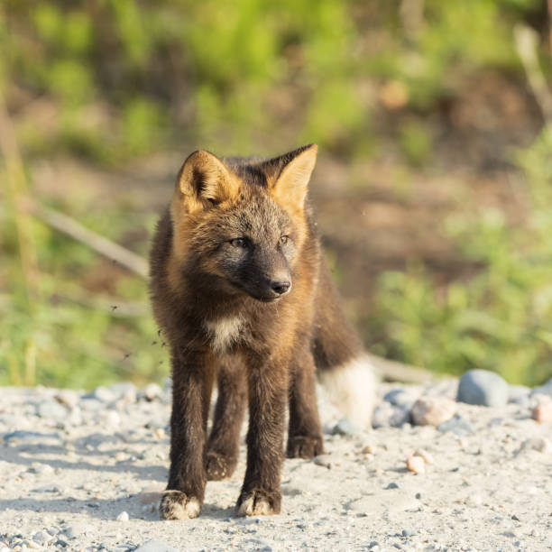 istock A Red Cross Fox Kit in Alaska 1404496084