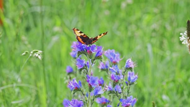 istock Small Tortoiseshell Butterfly Drinking Nectar From Flower Calix Cup on Green Meadow 1404496459