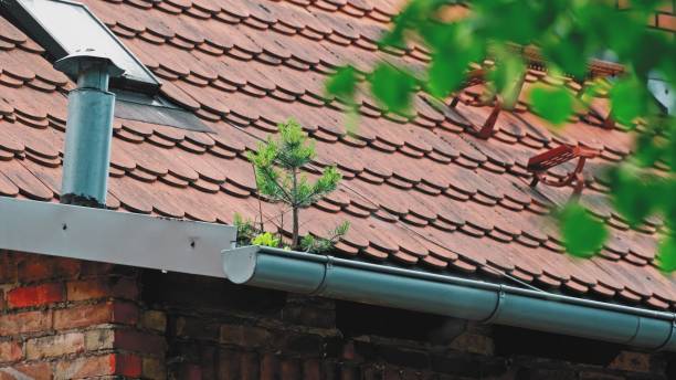istock Small Conifer Tree Growing in Metal Gutter at the Edge of Red Tile Roof 1404496563