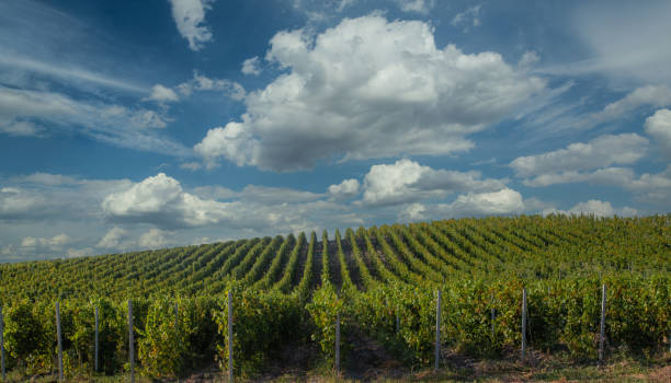 istock Green vineyard and blue sky with white clouds background 1404496945