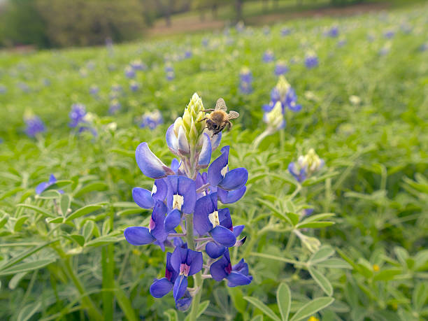 Bluebonnets stock photo