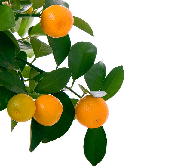 Little oranges tree stock photo