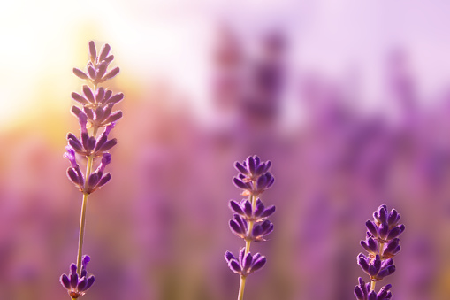 Lavender Color Pictures | Download Free Images on Unsplash