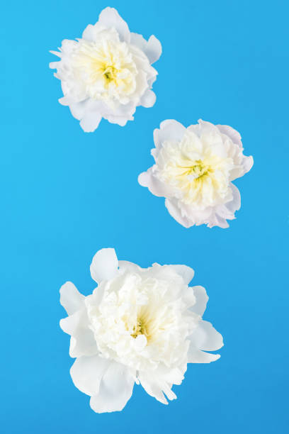 istock Light blue background with large white flowers. 1404498129