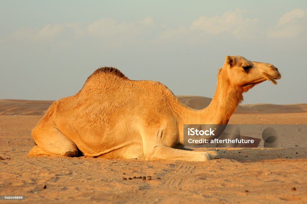 Camel in Dubai Desert A lonely camel in dubai desert having a sun bath... Animal Stock Photo