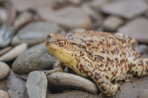 River frog in the spring in natural conditions