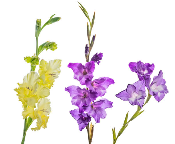 trois fleurs de glaïeul fin sur blanc - flower purple gladiolus isolated photos et images de collection