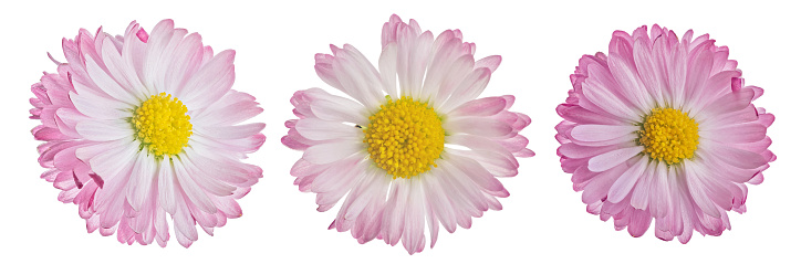 light pink color daisy flowers isolated on white background