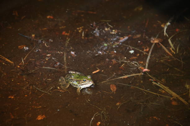 istock Frog in a brown pond 1404499380