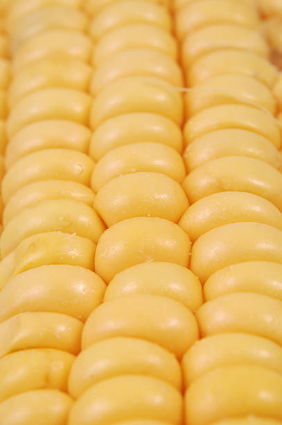 Yellow Corn stock photo