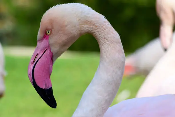 Photo of Close up portrait of flamingo