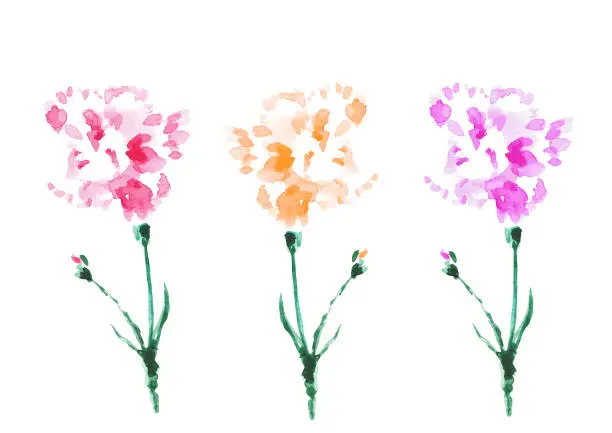 Vector illustration of Three Carnation flowers watercolor painting. Vector