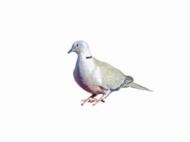 istock bird dove isolated on white background 1404499970