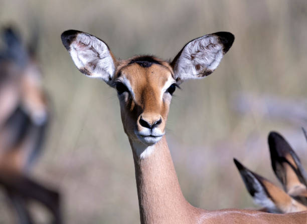 Female Impala stock photo