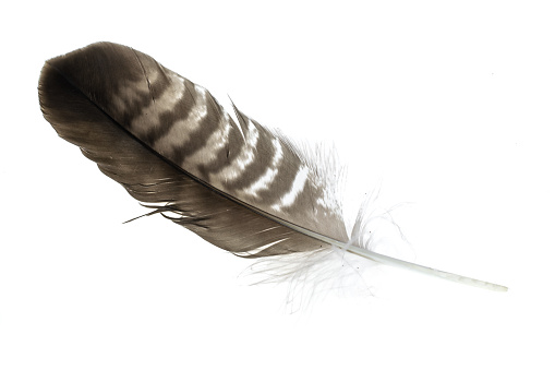 a hawk feather on a white isolated background