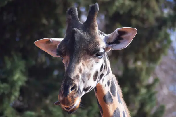 Photo of Close up portrait of a giraffe