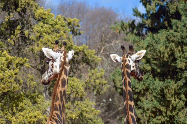 Two giraffes in Frankfurt Zoo.