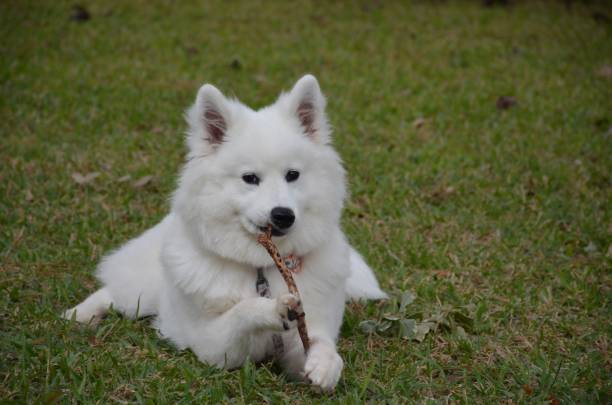 istock Samoyed puppy chewing on a tree branch. 1404502588