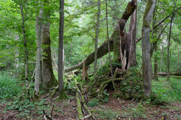 istock Broken old ash tree and old english oaks 1404503023