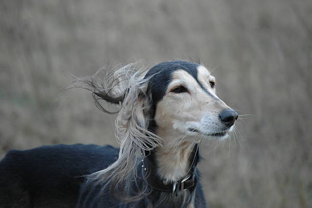 Dispelled hair Saluki dispelled stock pictures, royalty-free photos & images