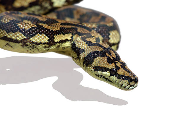 snake pythonleder - royal python stock-fotos und bilder