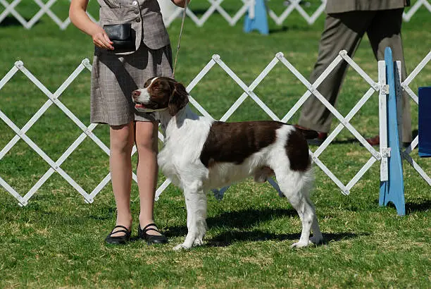 A Brittany dog poses with his handler at a dog competition