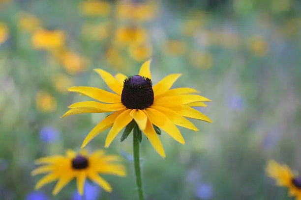 A black-eyed susan against a background of wild flowers in spring.