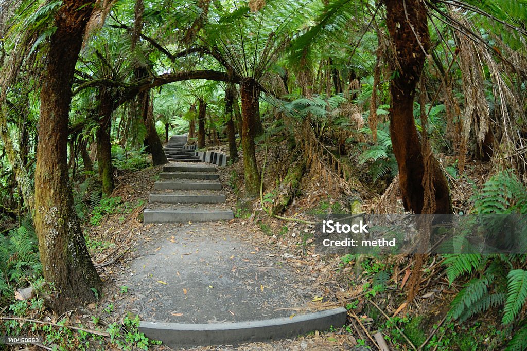 小道、熱帯雨林 - オーストラリア ビクトリア州のロイヤリティフリーストックフォト