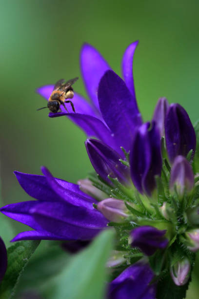 istock Bee sitting on purple flower 1404506063
