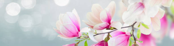istock Blossoming pink magnolia Flowers 1404506167