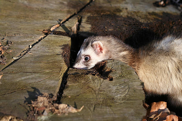 istock Ferret in the trunk 140450677