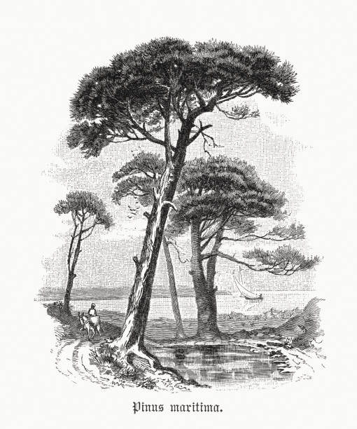 illustrazioni stock, clip art, cartoni animati e icone di tendenza di pino cembro (pinus pinea), incisione xilografica, pubblicata nel 1891 - pino domestico