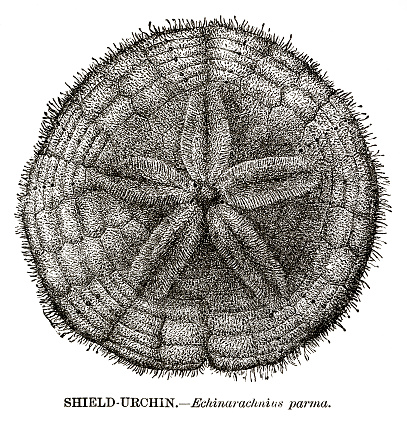 Woodcut of sand dollar a shield urchin, Echinarachnius parma. Published in 1885.