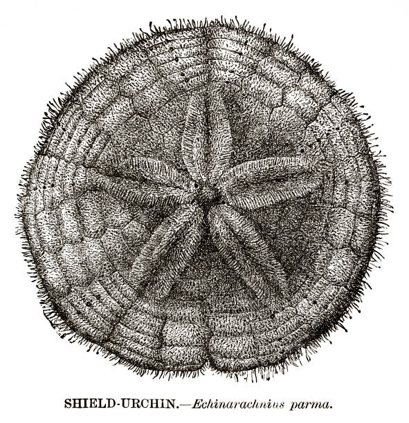 woodcut of sand dollar a shield urchin, Echinarachnius parma Woodcut of sand dollar a shield urchin, Echinarachnius parma. Published in 1885. sand dollar stock illustrations