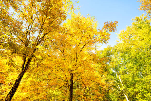 leuchtend gelbes herbstlaub herbstblattfarbene bäume auf dem tea creek campground bunte waldbäume in marlinton, west virginia mit blick auf den blauen himmel - pocahontas stock-fotos und bilder