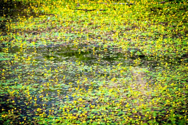 Abstract pattern background of nymphoides peltata fringed water lily with yellow floating heart flowers in water pond at Virginia countryside rural garden