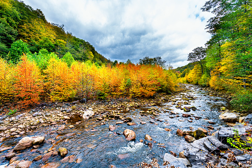 Flowing water at Red Creek in Dolly Sods wilderness West Virginia with colorful gold orange yellow autumn fall foliage trees leaves in Canaan valley Appalachian mountains