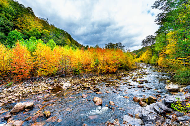 flowing water at red creek in dolly sods wilderness west virginia with colorful gold orange yellow autumn fall foliage trees leaves in canaan valley appalachian mountains - canaan valley imagens e fotografias de stock
