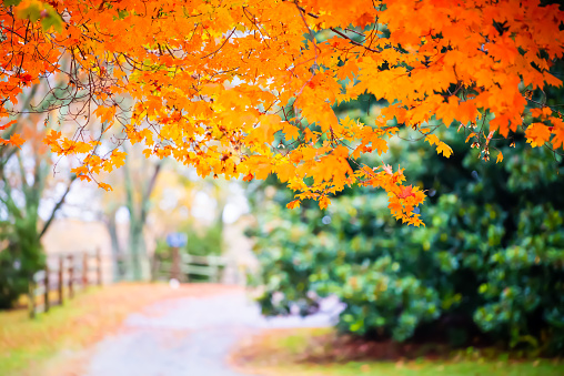 A row of deciduous trees in the autumn at various stages of turning colours.