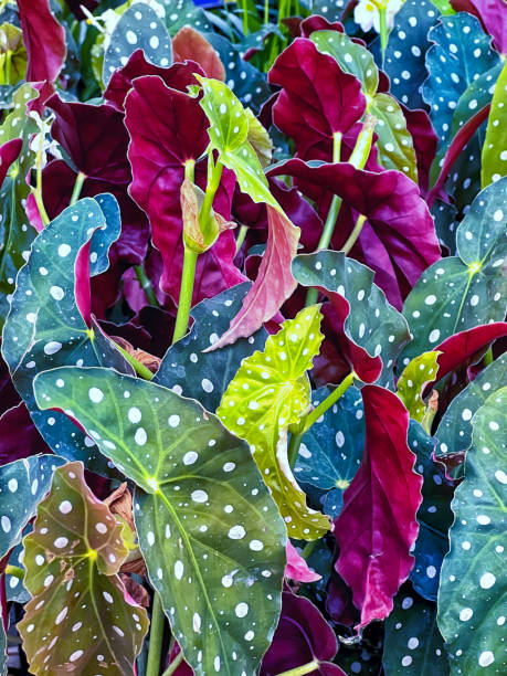 istock Amazing purple ornamental plant. 1404507543