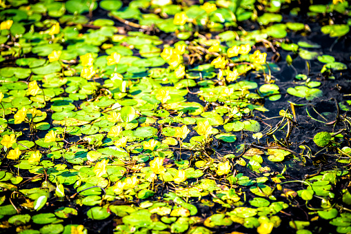 Abstract pattern closeup background of nymphoides peltata fringed water lily with yellow floating heart flowers in water marsh pond at Virginia garden