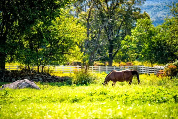 One brown horse grazing eating green grass in Virginia rural countryside farm in autumn fall sunny sunlight morning and white wooden paddock picket rail fence