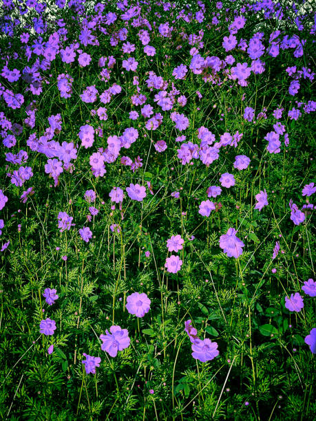 Amazing purple Flowers