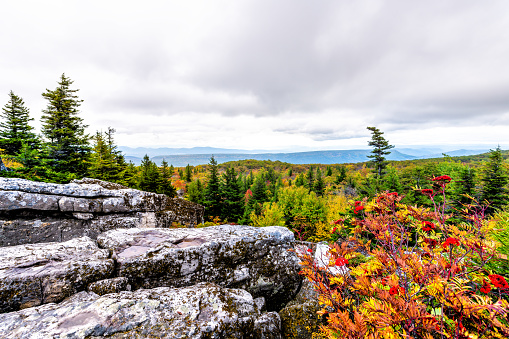 Red orange and green golden yellow orange autumn foliage in Dolly Sods, Bear Rocks, West Virginia overlook of mountains Canaan valley outcrop boulders cloudy overcast sky