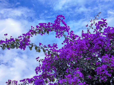 Amazing purple Flowers