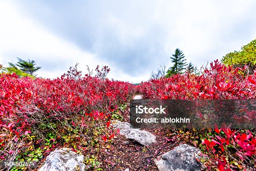 istock Colorful vibrant red blueberry huckleberry bushes in autumn fall foliage color in Bear Rocks trail at Dolly Sods, West Virginia in October season cloudy sky 1404507674