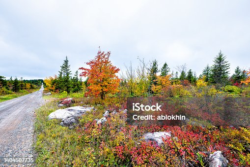 istock Dirt road and pine spruce trees forest in Dolly Sods, West Virginia in autumn fall season with wild colorful red bushes shrubs and orange multicolored foliage landscape 1404507735